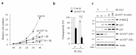 ACOT7 siRNA 처리와 방사선 조사 후 세포분열 측정 (a) 세포 수 감소 (b) clonogenic assay를 통한 세포분열 감소 측정 (c) ACOT7 siRNA 농도 증가에 따른 PKCζ-p53-p21 신호전달 활성화