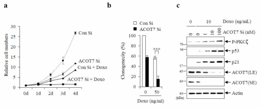 ACOT7 siRNA 와 doxorubicin 처리 후 세포분열 측정 (a) 세포 수 감소 (b) clonogenic assay를 통한 세포분열 감소 측정 (c) ACOT7 siRNA 농도 증가에 따른 PKCζ-p53-p21 신호전달 활성화