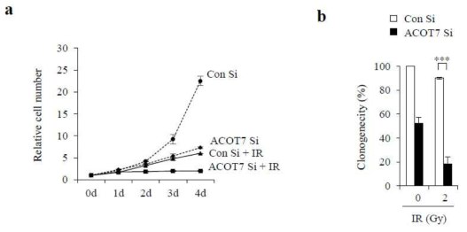 ACOT7 siRNA 처리와 방사선 조사 후 세포분열 측정 (a) 세포 수 감소 (b) clonogenic assay 를 통한 세포분열 감소 측정