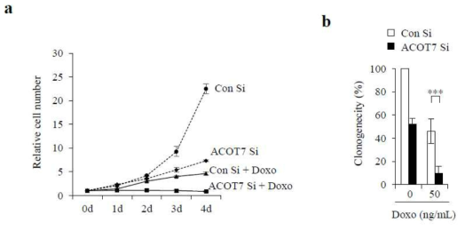 ACOT7 siRNA 처리와 doxorubicin 처리 후 세포분열 측정 (a) 세포 수 감소 (b) clonogenic assay 를 통한 세포분열 감소 측정
