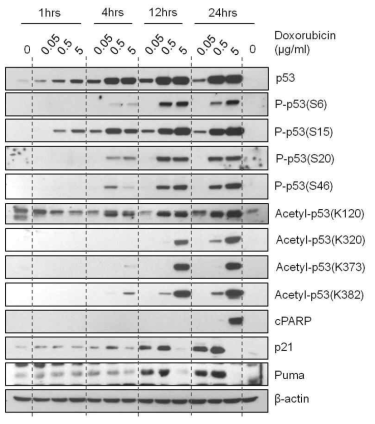 Doxorubicin 처리 농도에 따른 p53 의 전사 후 변형과 타겟 단백질의 발현 관찰