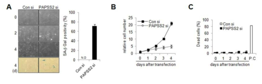 PAPSS2 발현이 억제된 인간섬유아세포 HDF 의 세포노화변화 관찰 및 분석 결과 (A) 노화특이적 세포형태, 베타갈락토시다아제 염색과 이의 정량적 분석 결과(B) 세포 증식율 (C) 트립판 블루 염색법을 이용한 세포사멸분석