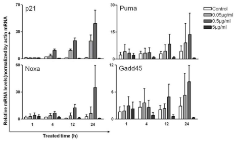 Doxorubicin 처리 농도에 따른 p53 타겟 mRNA 발현 관찰
