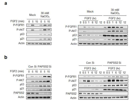 NaClO3 처리 (a), PAPSS2 유전자 발현 억제 (b)에 의해 막수용체 FGFR1과 리간드 FGF2의 결합능이 증가됨으로 인해 FGFR1의 리간드 FGF2에 대한 민감도가 증가되고, AKT 인산화와 p53, p21 단백질 발현이 증가함을 웨스턴 블롯으로 확인한 결과
