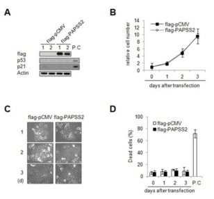 MCF7 세포에 인위적으로 PAPSS2 의 발현을 증가시킨 후 (A) 노화관련 단백질의 발현의 변화를 웨스턴 블랏으로 관찰 (B) 세포 증식율 (C) 세포 형태 변화 관찰 (D) 트립판 블루 염색법을 이용한 세포사멸 관찰