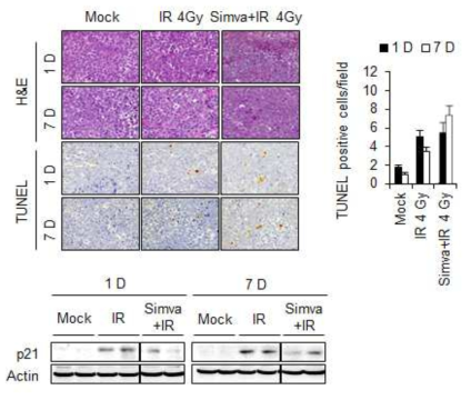 Simvastatin과 방사선(4 Gy)을 병용 처리 후 세포사멸과 p21 단백질 발현을 확인한 결과