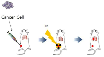 방사선 반응 분비인자 유도 암전이능 획득 기전 연구를 위한 in vivo 시스템