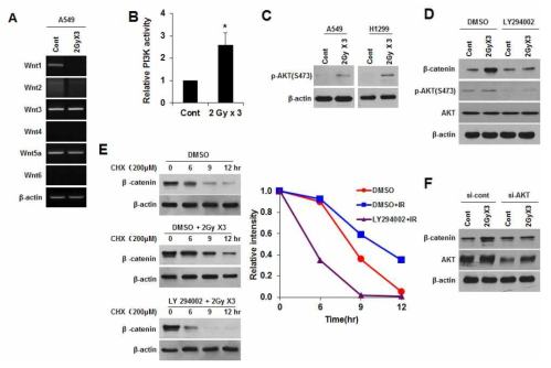 분할방사선 유도 β-catenin에 의한 G-CSF의 발현 조절