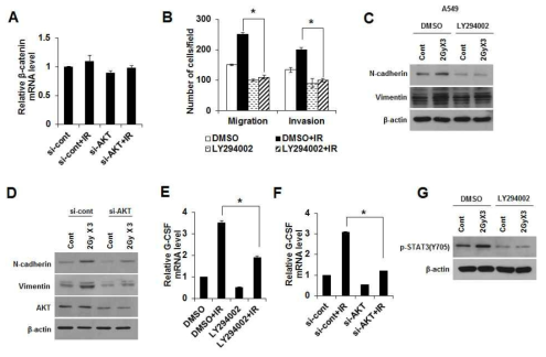 분할방사선 유도 β-catenin에 의한 G-CSF의 발현 조절