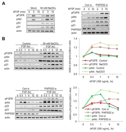 세포내 sulfation 이 억제된 조건 (염소산나트륨 처리 및 PAPSS2 유전자 발현을 억제) 에서 bFGF receptor 응성 관찰 (A) FGFR1 의 초기 반응성 (B) FGFR1 의 후기 반응성