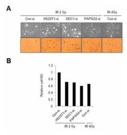Hs2st1 유전자 발현을 억제한 MCF7 세포주의 방사선 증대 효과를 입증한 실험 (A) 노화특이적 세포형태, 베타갈락토시다아제 염색 (B) 세포 증식율 분석