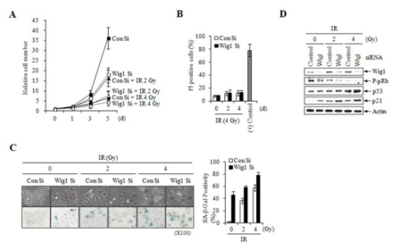 MCF7 유방암 세포주에서 Wig1 유전자 발현의 억제를 통하여 방사선 유도 노화가 촉진됨을 확인한 결과 (선행연구결과)