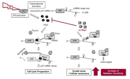 Wig1 단백질의 방사선 유도 암세포 노화 반응의 민감도 증가 기작에 대한 모식도 (선행연구결과)
