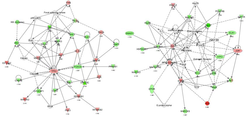 방사선유도 노화과정에서의 기능적 네트워크에서 가장 주요한 분자 p53와 Akt의 네트워크 상의 위치 (선행연구결과)