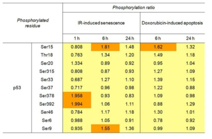 방사선 유도 세포노화와 Doxorubicin 에 의한 세포자살 유도시 인산화되는 p53 의 인산화 잔기 (선행연구결과)