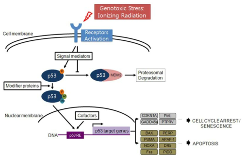 방사선 조사에 의한 생체막 수용체 및 하위 신호전달체계의 활성화 과정에서 중심적인 역할을 하는 p53 단백질과 그 하위 타겟분자들