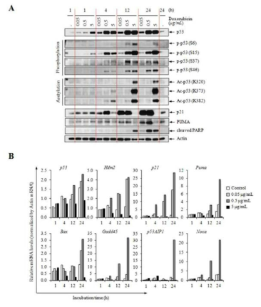 Doxorubicin 처리 농도에 따른 p53 의 modification 및 타겟분자의 발현변화를 단백질과 RNA 수준에서 관찰한 결과