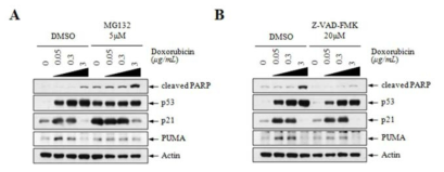고농도의 Doxorubicin 처리시 p21 의 발현이 감소되는 현상은 proteosomal degradation 및 caspase 에 의한 cleavage 에 비의존적임을 입증한 결과
