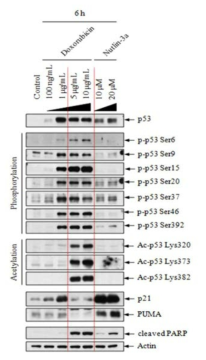 p53 타겟분자들의 발현은 p53 의 modification 과는 무관함을 입증한 실험결과