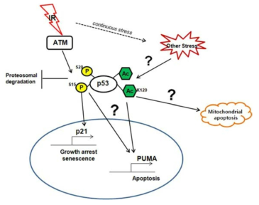 방사선에 의한 세포사멸 혹인 세포노화 반응시 p53의 전사후 변형과 타겟물질 발현 유도의 모델 제시