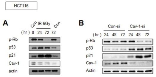 방사선 유도 세포노화반응시 HCT116 세포주의 Caveolin 1 단백질의 발현양 확인한 실험 (A) 및 Caveolin 1 유전자 발현의 억제에 의한 세포노화가 유도됨을 증명 (B)