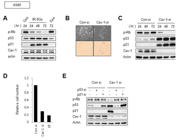 방사선 유도 세포노화반응시 A549 세포주의 Caveolin-1 단백질의 발현양확인한 실험 (A) 및 Caveolin-1 유전자 발현의 억제에 의한 세포노화가 p53-p21 의존적으로 유도됨을 증명 (B-E)