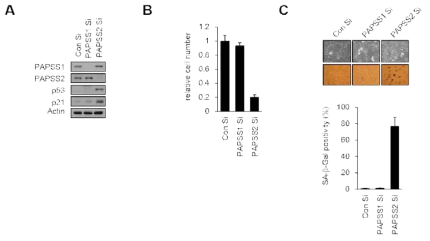 PAPSS2 의 동형이형체 PAPSS1 유전자 발현 억제에 의해서 세포 노화 반응성이 나타나지 않음을 입증한 결과 (A) 웨스턴블롯 (B) 세포 증식율 (C) 세포노화 특이적 베타갈락토시다아제 활성도 관찰