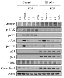 인간 유방암 세포 MCF7 의 방사선 유도 세포노화 반응시 FGFR 또는 AKT 의 인산화가 증가됨을 확인한 결과