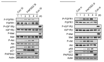 다양한 세포주에서 PAPSS2 유전자 발현의 억제에 의한 세포노화 반응이 막수용체 FGFR1 의 인산화에만 의존적임을 입증한 실험 결과. 인간섬유아세포, HDF (좌측) 인간 폐암 세포주, A549 (우측)
