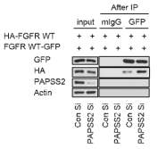 PAPSS2 유전자 발현 억제에 따른 FGFR1의 dimerization이 증가