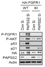 FGFR1 의 인산화가 차단된 돌연변이 (KI) 를 주입한 후 PAPSS2 유전자 발현의 억제에 의해 막수용체 FGFR과 하위단백질인 AKT의 인산화 또는 p53, p21 발현이 감소됨을 웨스턴 블롯으로 확인