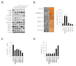 haparan sulfate 의 황산화에 의해 기능이 조절되는 다양한 프로테오글리칸의 억제를 siRNA 를 주입하여 유도한 후 세포노화 반응성을 관찰한 결과 (A) FGFR, AKT 의 인산화 및 p53, p21 발현 정도를 웨스턴 블롯으로 확인 (B) 세포노화 특이적 베타갈락토시다아제 활성도 측정 (C) 세포증식율 (D) 죽은 세포 관찰