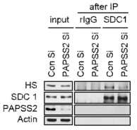 PAPSS2 유전자 발현이 억제된 MCF7 의 syndecan1 (SDC1) 의 haparan sulfate 의 황산화가 감소됨을 면역침전법으로 입증한 결과