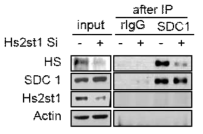 HS2ST1 유전자 발현이 결여된 MCF7 의 SDC1의 haparan sulfate의 황산화가 감소됨을 면역침전법으로 입증한 결과