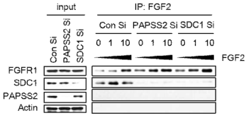 PAPSS2 유전자 발현이 억제된 MCF7 에서 리간드 FGF2 의 막수용체 FGFR1 의 결합능이 증가됨을 면역침전법으로 입증한 결과