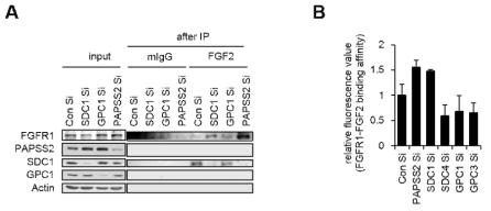 haparan sulfate 의 황산화에 의해 기능이 조절되는 프로테오글리칸의 유전자 발현을 억제한 후 막수용체 FGFR1 과 리간드 FGF2 의 결합능을 분석한 결과 (A) 면역침전법 (B) FACS 분석법