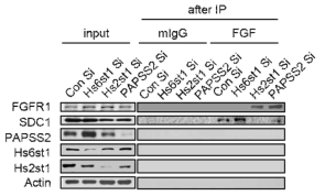 haparan sulfate 의 황산화를 매개하는 효소의 유전자 발현을 억제한 후 막수용체 FGFR1 과 리간드 FGF2의 결합능을 면역 침전법으로 분석한 결과