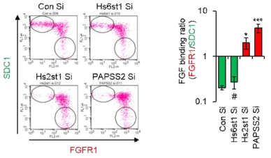 haparan sulfate 의 황산화를 매개하는 다양한 효소를 siRNA 를 주입하여 억제한 후 막수용체 FGFR1 과 리간드 FGF2 의 결합능을 FACS 로 분석한 결과