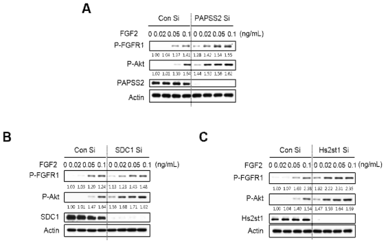 PAPSS2 유전자 발현 억제 (A), SDC1 유전자 발현 억제 (B), HS2ST1 유전자 발현 억제 (C)에 의해 막수용체 FGFR1 과 리간드 FGF2 의 결합능이 증가됨으로 인해 FGFR1 의 리간드 FGF2에 대한 민감도가 증가됨을 웨스턴 블롯으로 입증한 결과