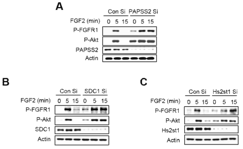 PAPSS2 유전자 발현 억제 (A), SDC1 유전자 발현 억제 (B), HS2ST1 유전자 발현 억제 (C) 에 의해 막수용체 FGFR1 과 리간드 FGF2 의 결합능이 증가됨으로 인해 FGFR1 의 리간드 FGF2 에 대한 반응성과 지속성이 증가됨을 웨스턴 블롯으로 입증한 결과