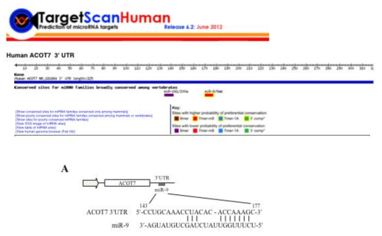 ACOT7 mRNA-3'UTR에 miR-9 결합 예상결과