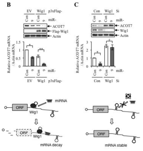 Wig1 의존적인 miR-9에 의한 ACOT7 mRNA 붕괴 결과