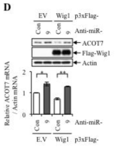 ACOT7 mRNA에 대한 miR-9의 오프 타겟 효과와 ACOT7의 발현량