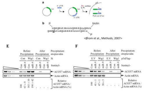 miR-9-biotin 침전 방법을 통한 miR-9의 Wig1 의존적으로 ACOT7 mRNA에 결합