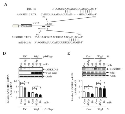 Wig1 의존적인 miR-101, miR-142-3p에 의한 ANKRD11 mRNA 붕괴 결과