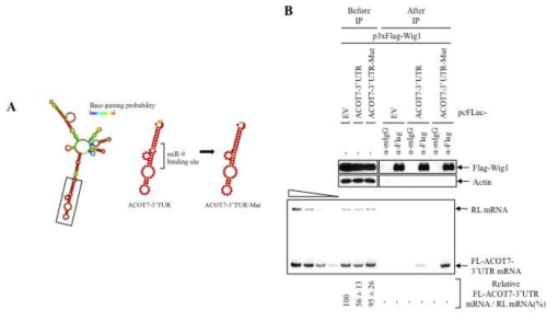 ACOT7 mRNA 리포터와 Wig1에 대한 리포터의 면역침전 결과