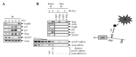 방사선 암노화 유도 과정에서 Wig1에 대한 ACOT7 mRNA에 결합도 조사