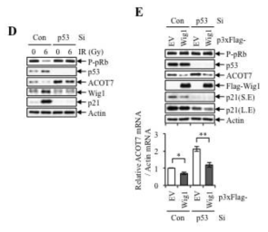 방사선 유도 암노화 과정에서 p53에 의한 Wig1 발현 유도 의존적인 ACOT7 mRNA 붕괴
