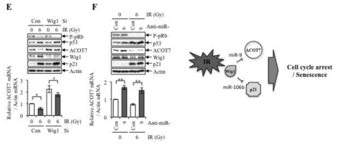 방사선 유도 암노화 과정에서 Wig1과 miR-9 의존적인 ACOT7 mRNA 붕괴