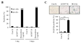 ACOT7 억제을 통한 세포 사멸과 베타-갈락토시에이즈 반응성